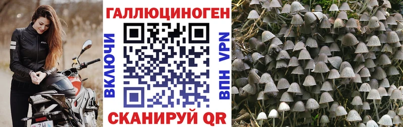 OMG зеркало Сорочинск Псилоцибиновые грибы Psilocybine cubensis