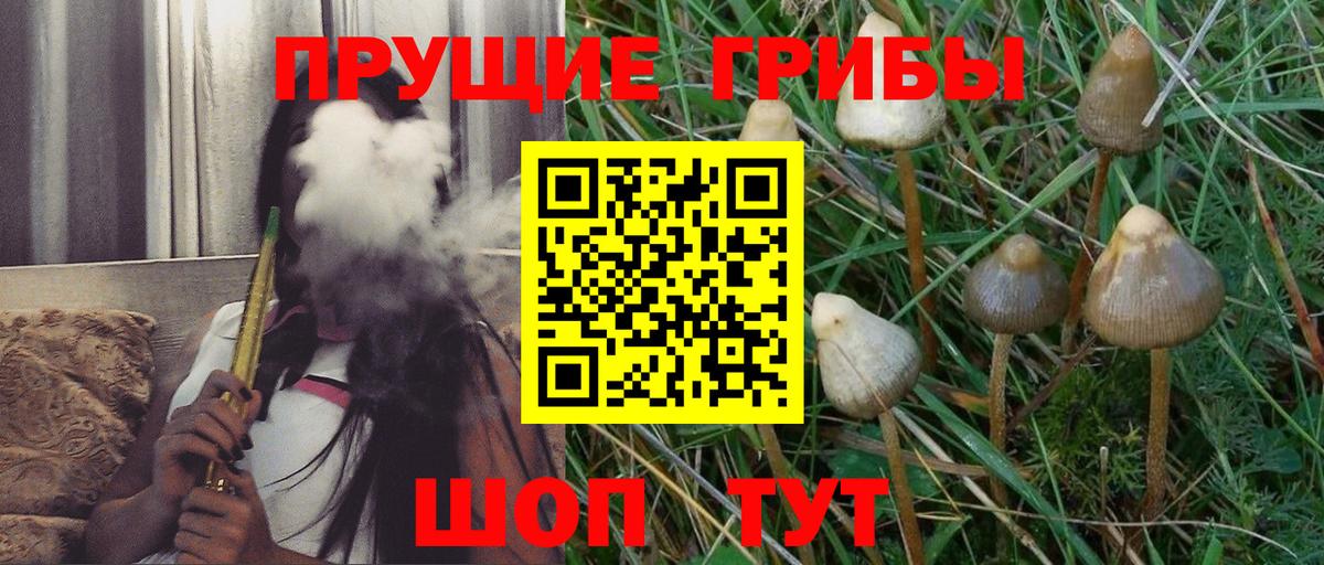 Галлюциногенные грибы Psilocybe Сорочинск